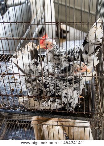 Bantams White Stripes