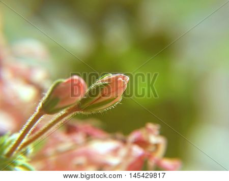 Geranium flower autumn season macro closeup garden houseplant cultivation flora floristics botany nature