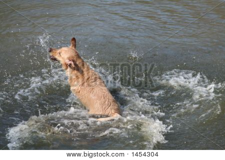犬のスイミング