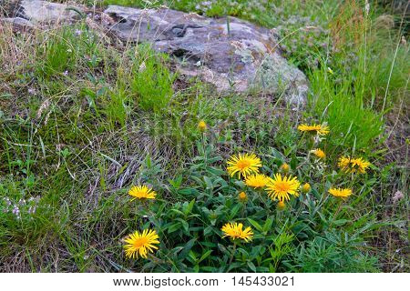Sunwheel flowers (Buphthalmum Salicifolium) on the meadow