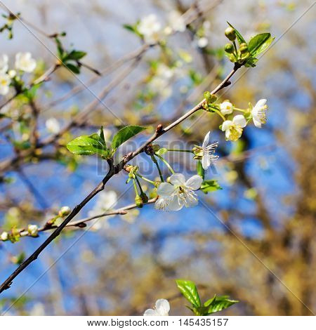 Spring green tree in forest with lush foliage
