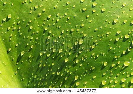 Water droplets on a leaf of a water lily