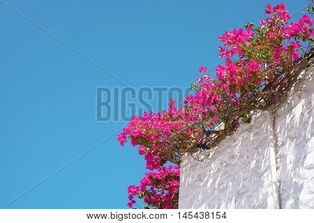 Bougainvillea Flowers on a Blue Sky Background Climbing up the White Walls of a Traditional House in Hydra Island in Greece