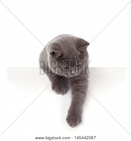 Pretty British Shorthair Blue Kitten Isolated On White