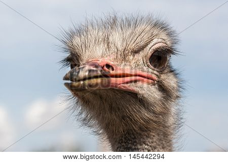 Portrait of an ostrich in sunny day. Close-up.