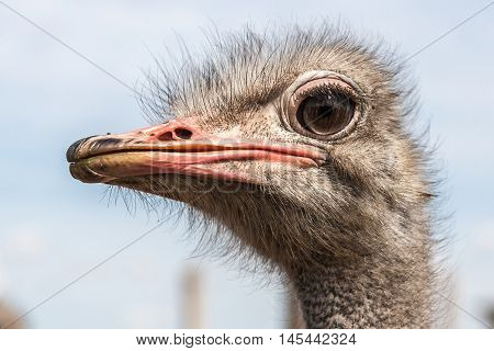 Portrait of an ostrich in sunny day. Close-up.