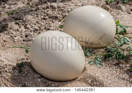 Two ostrich egg, close-up. Ostrich Farm Ukraine