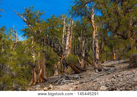 Ancient Bristle Cone Pinte Great Basin