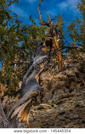 Ancient Bristle Cone Pinte Great Basin