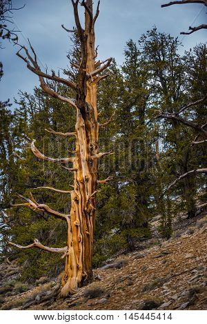 Ancient Bristle Cone Pinte Great Basin