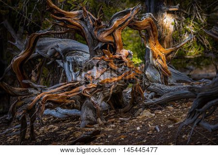 Ancient Bristle Cone Pinte Great Basin