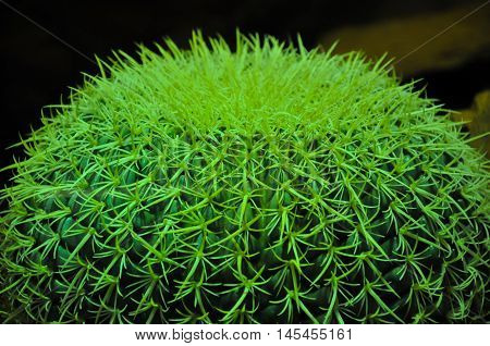 Close up shot of Ball Cactus or Barrel Cactus