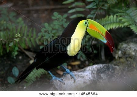 Tukan Ramphastos sulfuratus