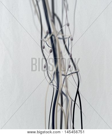 Knee arteries and lymphatic system. Human anatomy. 3d illustration