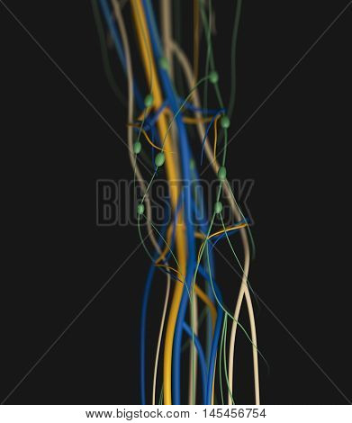 Knee arteries and lymphatic system. Human anatomy. 3d illustration