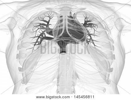 Human heart inside ribcage, xray. 3d illustration.