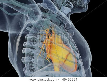 Human heart inside ribcage, xray. 3d illustration.