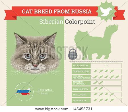Siberian Colorpoint Cat breed vector infographics. This cat breed from Russia