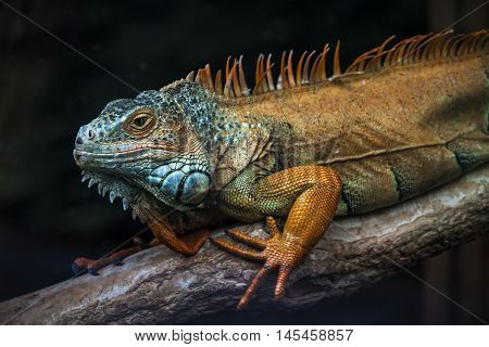 Varanus Animal Wildlife Exotic Reptile Nature Impression