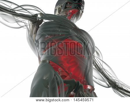 Digestive system, human anatomy, xray like futuristic scan. 3d illustration.