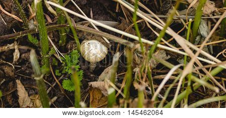 Small yellow-brown striped toadstool among the stems of cut grass.