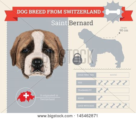 Saint Bernard dog breed vector infographics. This dog breed from Switzerland