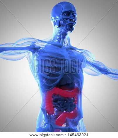 Human anatomy, colon. Xray-like view. Colon highlighted in red. 3d illustration.