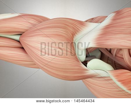 Human anatomy. Shoulder muscles, deltoid, top view. 3d illustration.
