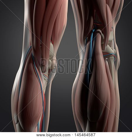 Human anatomy. Back of legs, calf muscles, knees. 3d illustration.
