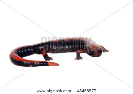 Lincolns Climbing Salamander, Bolitoglossa lincolni, isolated on white background