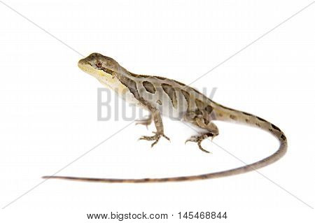 Brasilian tree lizard, Enyalius bilineatus, isolated on white background