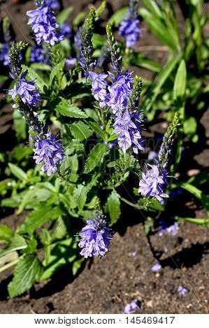 Veronica latifolia (Veronica teucrium) - perennial herb. It grows in meadows meadow steppes forest edges shrubberies and open forests. Medical plant