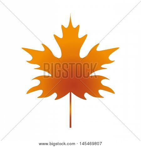 Autumn yellow leaf maple. Vector illustration isolated