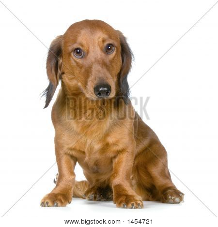 Dachshund