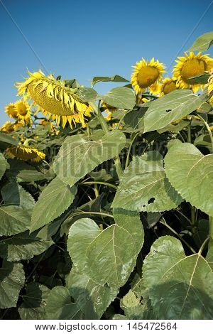 Sunflower with sunflower field and blue sky. Sunflowers blooming. Beautiful sunflowersbig sunflowers yellows flowers.