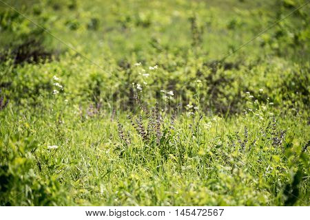 Summer green meadow with different blooming wild flowers. Fresh meadow background. Wild flowers in the beginning of summer.