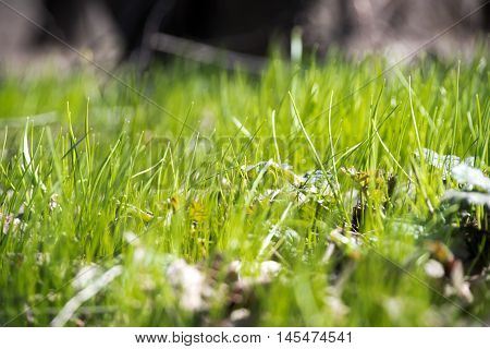 Beautiful new grass in the sunny field.