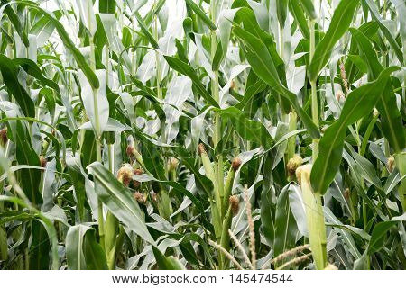 Green Corn field on a Kuban. New corn in summer.