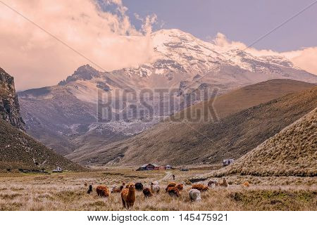 Herd Of Llamas Grazing At Chimborazo Volcano High Altitude Ecuador
