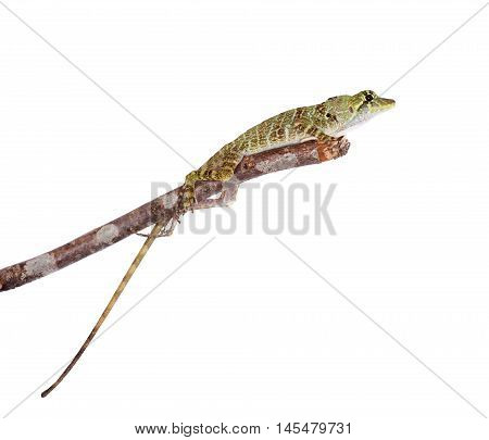 Dactyloa latifrons lizard isolated on white background