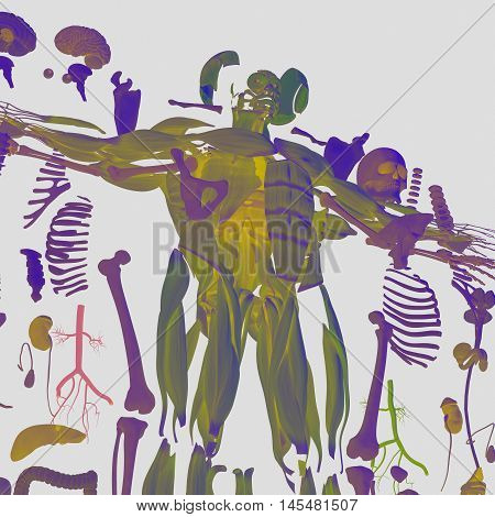 Human Anatomy Exploded Image & Photo (Free Trial) | Bigstock