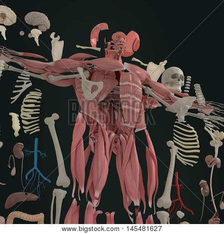 Human anatomy exploded view, deconstructed, layers. Separate elements muscle, bone, organs, nervous system, lymphatic system, vascular system. 3d illustration