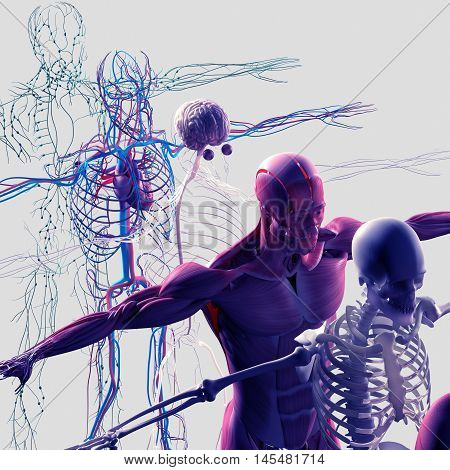 Human anatomy exploded view, deconstructed, layers. Separate elements muscle, bone, organs, nervous system, lymphatic system, vascular system. 3d illustration