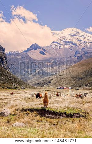 Small Herd Of Llamas Grazing In National Park Chimborazo Ecuador South America