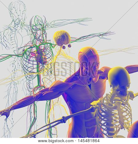 Human anatomy exploded view, deconstructed, layers. Separate elements muscle, bone, organs, nervous system, lymphatic system, vascular system. 3d illustration