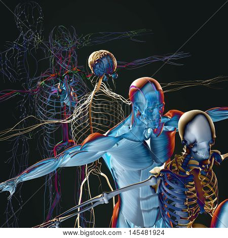 Human anatomy exploded view, deconstructed, layers. Separate elements muscle, bone, organs, nervous system, lymphatic system, vascular system. 3d illustration