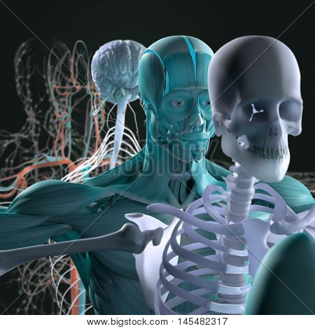 Human anatomy exploded view, deconstructed, layers. Separate elements muscle, bone, organs, nervous system, lymphatic system, vascular system. 3d illustration