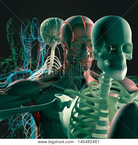 Human anatomy exploded view, deconstructed, layers. Separate elements muscle, bone, organs, nervous system, lymphatic system, vascular system. 3d illustration