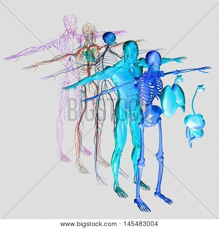 Human anatomy exploded view, deconstructed layers. Separate elements muscle, bone, organs, nervous system, lymphatic system, vascular system. Vibrant colors. 3d illustration