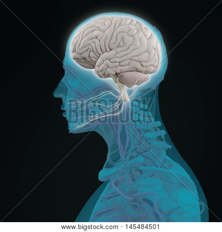 Human anatomy brain. Side view futuristic scan xray. 3d illustration